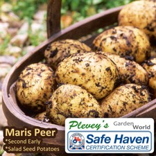 Maris peer summer for sale  DONCASTER