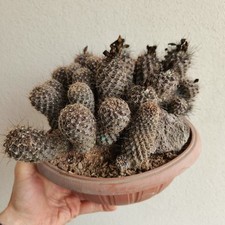 Copiapoa tenuissima vaso usato  Modena