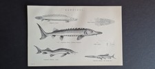 Antique print fish for sale  ROMFORD
