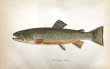 Speckled brook trout for sale  New Providence