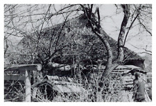 Japon yoshino vielle d'occasion Japon yoshino vielle d'occasion  Pagny-sur-Moselle