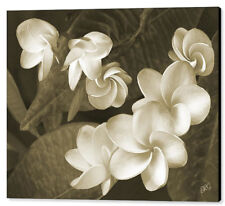 large garden plumeria for sale  Irvine