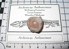 Permian fossil archeria for sale  WAKEFIELD