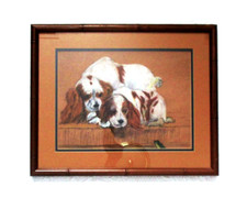 Cavalier king charles d'occasion  Expédié en Belgium