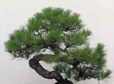 Pino negro japones usato  Spedire a Italy