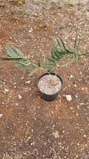 cycas circinalis usato cycas circinalis usato Ostuni