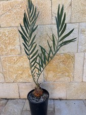 Encephalartos middelburgensis  usato  Nardo