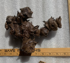 Weird root ball for sale  Gainesboro