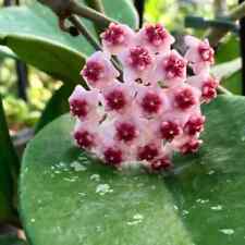 Hoya bovata ableger gebraucht kaufen  Nürnberg