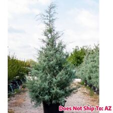 Arizona cypress plant for sale  Miami