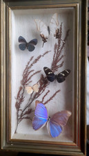 Papillons entomologie bel d'occasion  Huelgoat