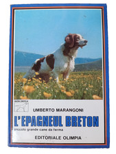 Epagneul breton umberto usato  Faenza