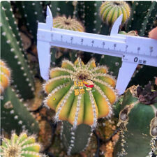 Uebelmannia cactus pianta usato  Spedire a Italy