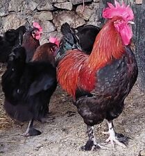 Uova feconde marans usato  Milazzo