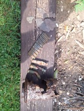 ww1 relics ww1 original for sale  NORWICH