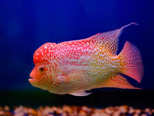 Sale flowerhorn cichlid for sale  De Leon Springs
