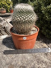 Mammillaria hahniana for sale  CAMBORNE