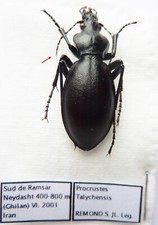 Carabus procrustes talychensis d'occasion  Le Havre-