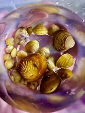 Live freshwater clams for sale  Murfreesboro