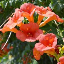 Campsis radicans trumpet for sale  IPSWICH
