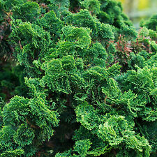 Chamaecyparis nana gracilis for sale  UK