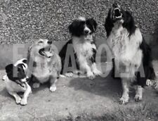 Vintage animali regno usato  Roma