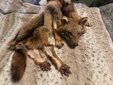 Golden jackal taxidermy for sale  Mc Kees Rocks