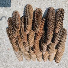 Giant pine cone for sale  Beaverton