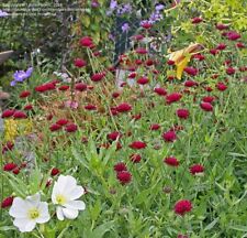 Knautia macedonica cottage for sale  BROMSGROVE