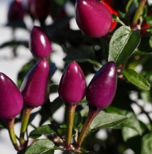 Chilli pepper peruvian for sale  RUISLIP