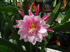Epiphyllum blattkaktus grace gebraucht kaufen  Bad Soden