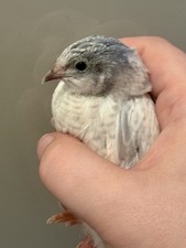 Cpq button quail for sale  STOKE-ON-TRENT