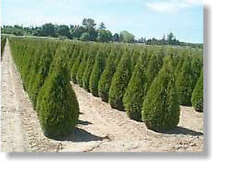 Thuja smaragd 100 gebraucht kaufen  Kronburg