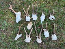 11x real roe for sale  UK