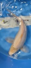 Large white koi for sale  Findlay