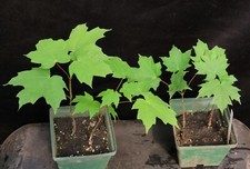 maple trees for sale  Rochester