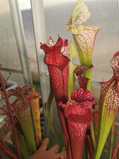 Sarracenia dana delight usato  Lanciano