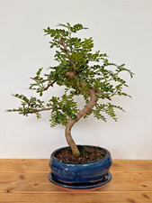 Zimmerbonsai bonsai pfefferbau gebraucht kaufen  Böhl-Iggelheim