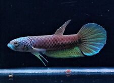 Live betta fish for sale  Philadelphia