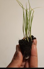 Multisown onion plug for sale  BIGGLESWADE