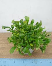 African violet plant for sale  Lexington