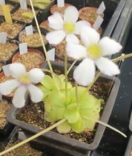 Mexican Pinguicula, different species: laxifolia, moctezume, ibarrae, laueana... comprar usado  Enviando para Brazil
