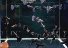 Moscow black guppy for sale  Royse City