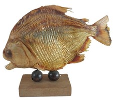 Taxidermy dried piranha for sale  Summerland Key