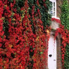 Virginia creeper .k. for sale  LLANELLI