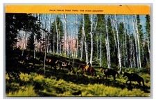 Pack train trek for sale  Bicknell