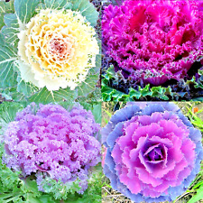 200 ornamental kale for sale  Greenville