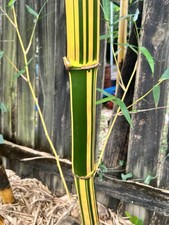 Yellow golden hawaiian for sale  New Smyrna Beach