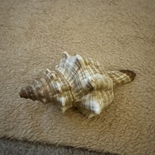 Seashell pleuro ploca for sale  COULSDON