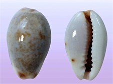 Cypraea gracilis thevenard usato  Roma